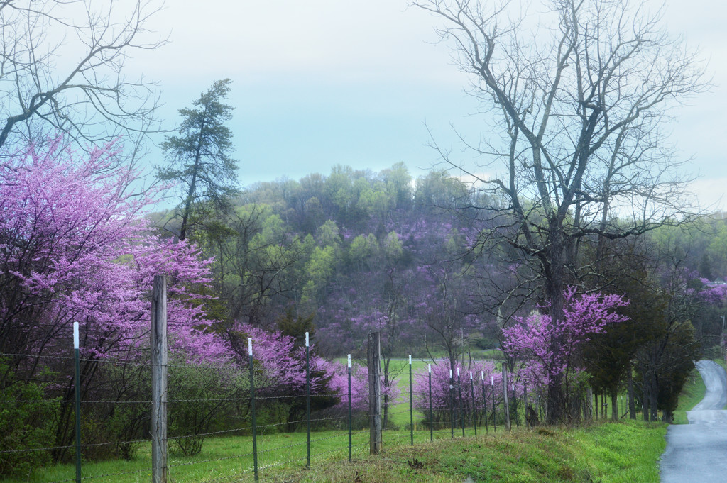 Red bud road by francoise