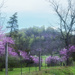 Red bud road by francoise