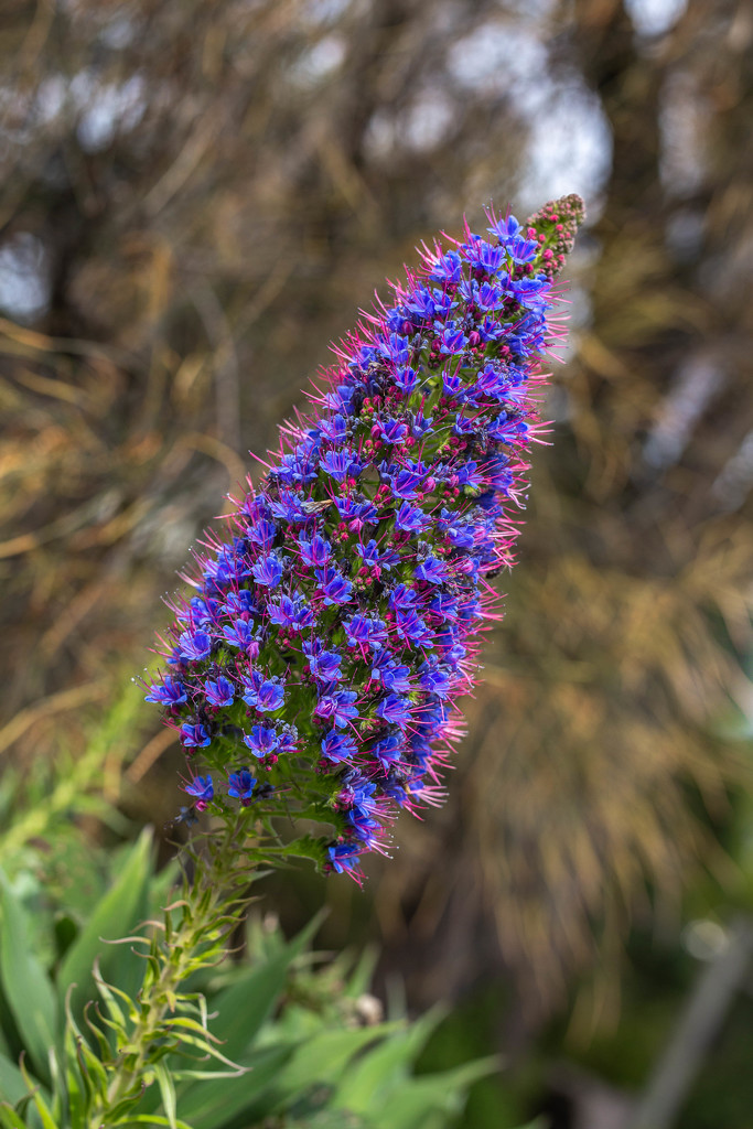 Purple Lupin Flower by gosia