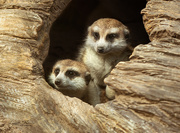 19th Apr 2021 - Meerkats at the Zoo