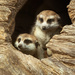 Meerkats at the Zoo by lynne5477