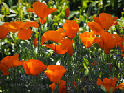 18th Apr 2021 - California Poppies