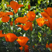 California Poppies by elatedpixie