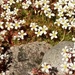 Spring rockery by 365projectorgjoworboys