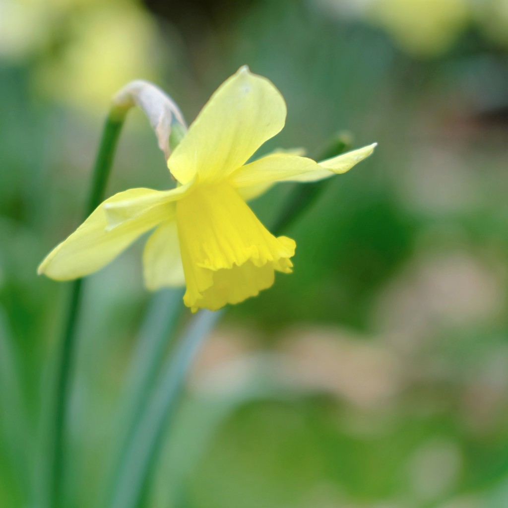Daffodil 20 by 4rky