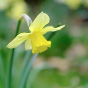 20th Apr 2021 - Daffodil 20