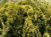 21st Apr 2021 - Like a waterfall of yellow blossoms...