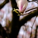 Magnolia Tree by 4rky