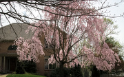 20th Apr 2021 - Weeping cherry tree