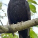 Blackbird by fishers