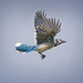 Bluejay in Flight by gardencat