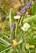 20th Apr 2021 - Bluebells and daisies....