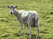 20th Apr 2021 - Naked Sheep Smiling