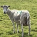 Naked Sheep Smiling by cataylor41