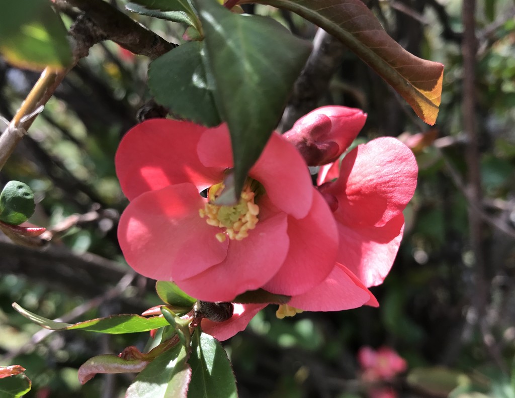 Quince is flowering  by mjmaven