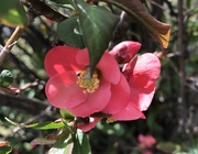 20th Apr 2021 - Quince is flowering 