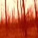 Red impressionistic  by jayberg