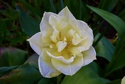 20th Apr 2021 - Frilly Tulip
