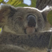 a little sunshine by koalagardens