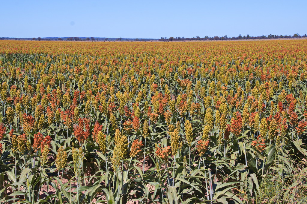 Day 2 - A Sea of Sorghum by terryliv