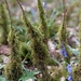 Mossy saplings  by yorkshirelady