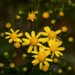 My 12th wildflower find of spring... by marlboromaam