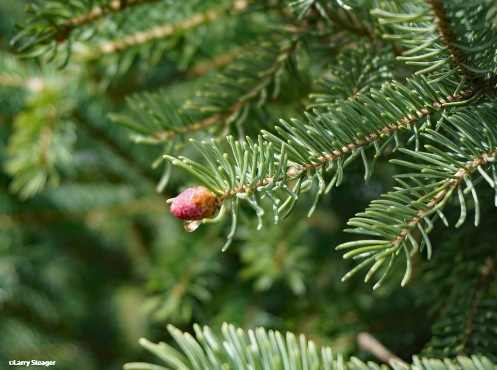 New pine cone by larrysphotos
