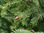 20th Apr 2021 - New pine cone
