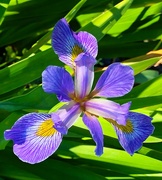 20th Apr 2021 - Sunlit iris