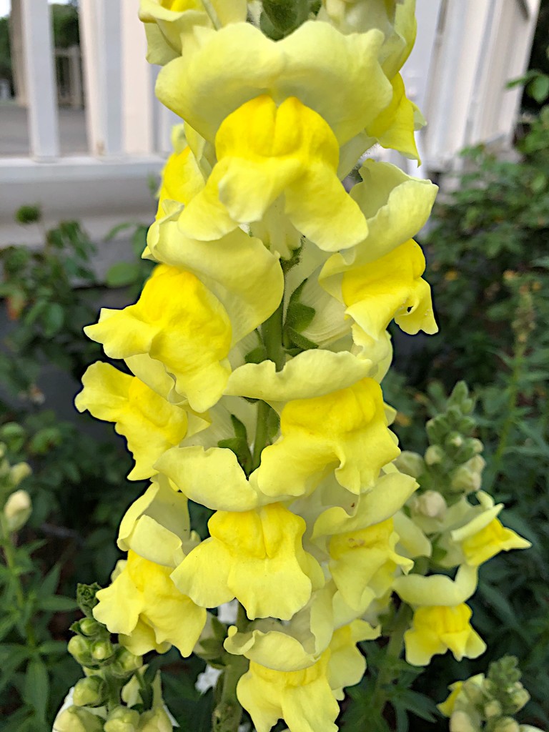 Glorious snap dragons by congaree