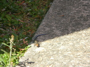 20th Apr 2021 - Salamander on Driveway