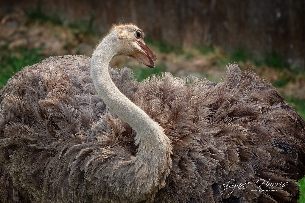 Ostrich Preening by lynne5477
