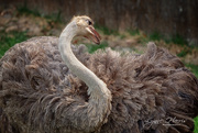 20th Apr 2021 - Ostrich Preening