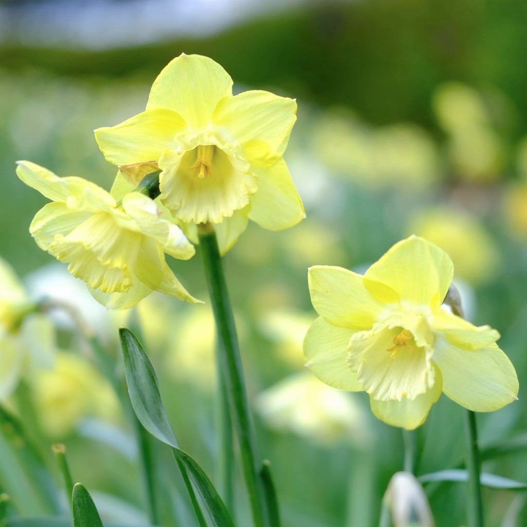 Daffodil 21 by 4rky