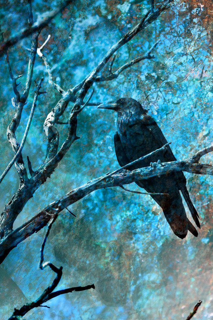 Raven by ryan161