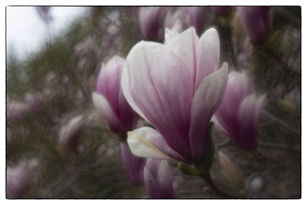 Magnolia Flowers by pdulis