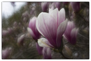 20th Apr 2021 - Magnolia Flowers