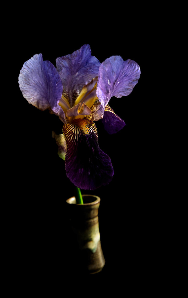 The iris by randystreat