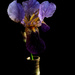 The iris by randystreat