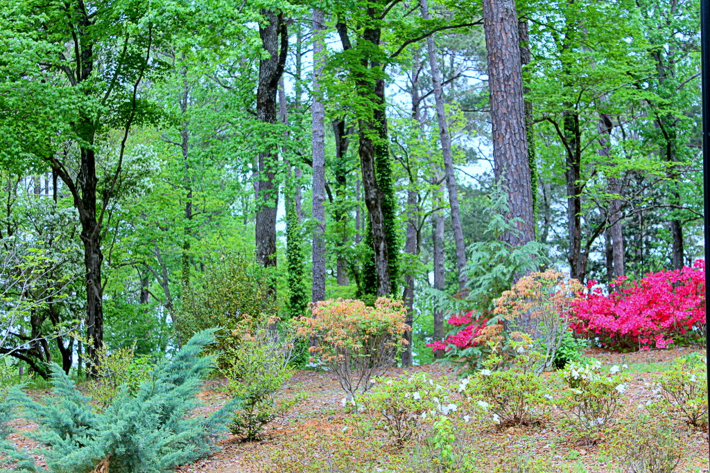 Garden Flowes by vernabeth