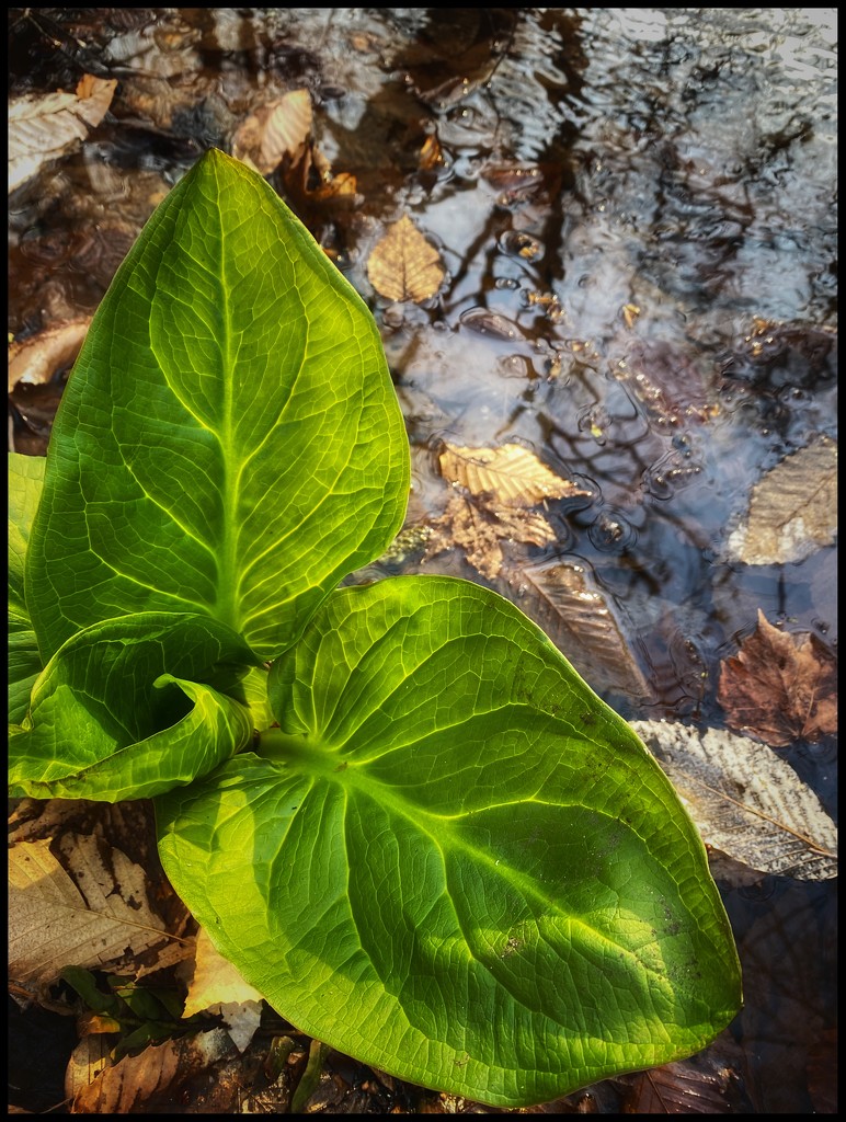 Skunk Cabbage Galore by jakb