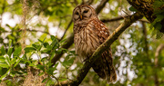 20th Apr 2021 - Barred Owl Peeking Around!