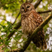 Barred Owl Peeking Around! by rickster549