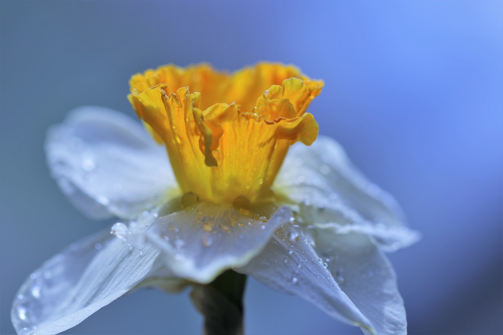 Wet Daffodil by lynnz