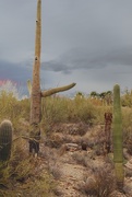 20th Apr 2021 - Saguaros 