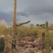 Saguaros  by blueberry1222