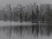 21st Apr 2021 - A misty day trip around Lake Brunner West Coast S.I.