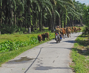 14th Apr 2021 - Cattle for walk
