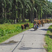 Cattle for walk by ianjb21