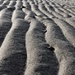 Sand Furrows by ajisaac